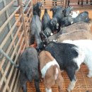 남원미래농장 이미지