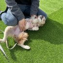 골드퍼피 이미지