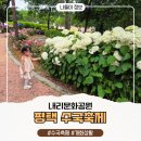 내리문화공원(광장) | 실시간 개화상황ㅣ내리문화공원 평택수국축제 두번 다녀온 후기!