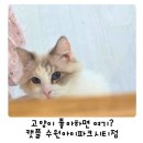 세븐일레븐수원아이파크시티점 | 캣플 아이파크시티점 후기｜주말 아이와 갈만한 수원 고양이카페