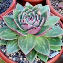 꿈의궁전 이미지