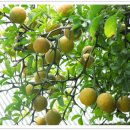 탱자한의원 이미지