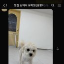 땅콩 애견유치원 이미지