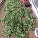 민들레밥상 이미지