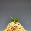 천재호 카카오 검색결과