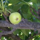 인선농장 이미지