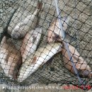 대부도바다낚시터 이미지