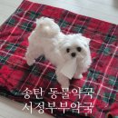 부부약국 | 송탄 동물약국 :: <서정부부약국> 넥스가드스펙트라 가격, 구매 후기