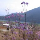 산막이옛길 하얀집 Daum카페