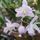 Cattleya nobilior amaliae trilabelo('Milene Yano' × 'Marcia Rosa') 이미지