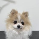 다시오개 이미지