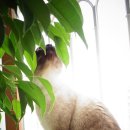 쿠마쿠마 이미지