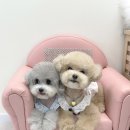 쉬리펫살롱 이미지