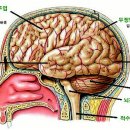 명상과 뇌의 연관성 이미지