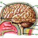 정신신경면역학과 내분비학(PNI-E system)을 통한 검증 이미지