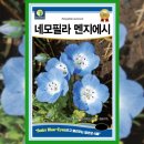 블루씨드