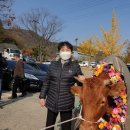 암소한마리 이미지