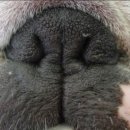 삐삐 펫살롱 이미지