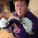 기장곰장어 이미지