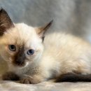 도그마루 강아지고양이 평택점 | 믿고 찾는 도그마루 강아지고양이 평택점, 분양처 직접 방문해봤어요