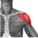 deltoid muscle(어깨세모근) 이미지