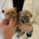 대구강아지분양 퍼피얌 | 대구 강아지분양 고민 끝! 홍스퍼피 방문 후기 🐶✨ 건강·가격·신뢰 모두 만족