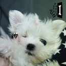 가정견1회분양 이미지