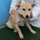 동홍동 반석아르미 입구 | 제주 제주 믹스견, 서귀포 믹스견, 동홍동 클린하우스…옆 슬픈 눈망울기적을 기다립니다! 부디 따뜻한...