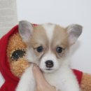 버디독 강아지분양 안심분양센터 김포점 이미지