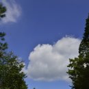 편백자연휴양림 이미지