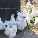 부성축산