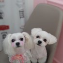 쁘띠애견미용실 이미지