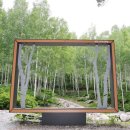 자작나무숲정상 이미지