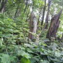 산안개 농장 이미지