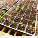 참새농장 이미지