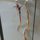 한반도펜션 - 양구군 성곡로 167-24 | 한반도펜션