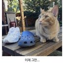 고양이의 보은 이미지