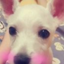 토리애견샵 이미지