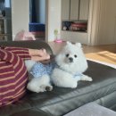 행복드림 동물병원 이미지