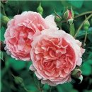 스트로베리힐 이미지