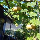 호박이넝쿨째 이미지