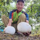 산내면 입석마을 이미지