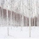 자작나무숲 이미지