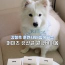 원큐 | 강아지 장 예민할 때 먹여본 유산균 추천｜퍼피즈 원큐바이옴 맥스 후기