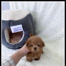 강아지분양 고양이분양 멍앤냥 수원점 이미지