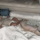 대백애견 이미지