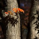 사람과나무 이미지