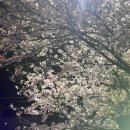 2025 봄 기록 🌸 (먹는게 다인 일상..🐷)