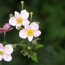 보타닉가든의 추명국 ; Japanese anemone 이미지