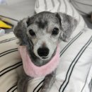 루이비똥 개 애견샵 | 안양 애견미용 전문샵 스트레스 없는 미용샵 반려동물을 위한 애견미용샵 댕며들개 후기